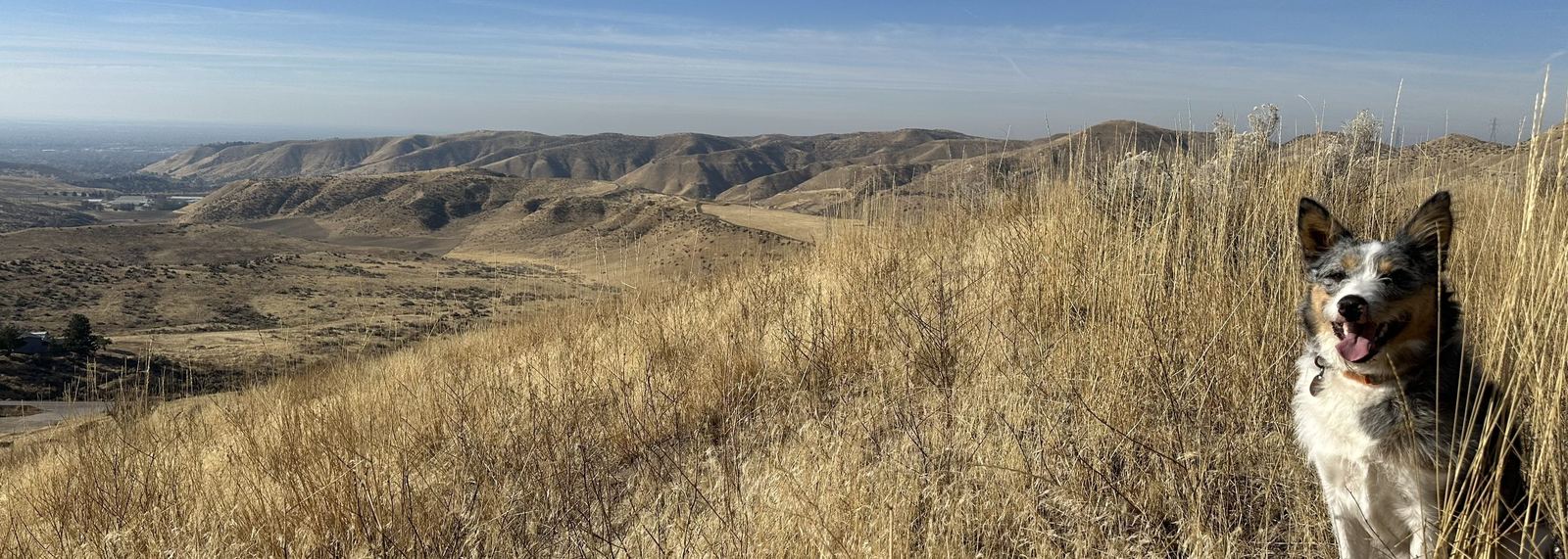 Golden Boise foothills trail with the firm's dog Maxine